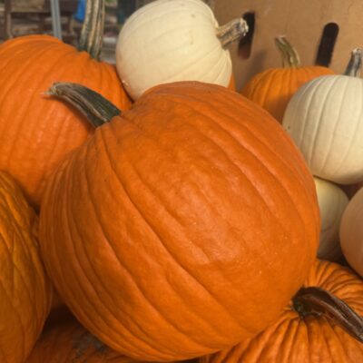 Pumpkins at the Cherry Greenhouse