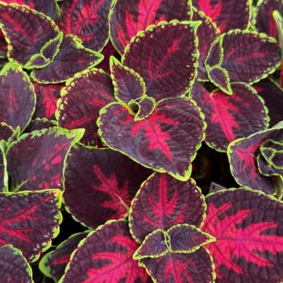 Cherry Greenhouse Coleus