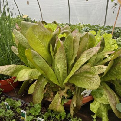Veggies for your Iron Range garden