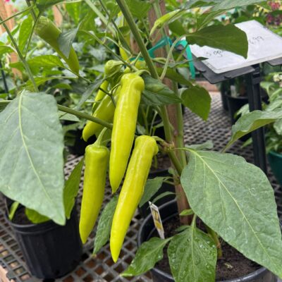 Veggie Plants for your Iron Range home