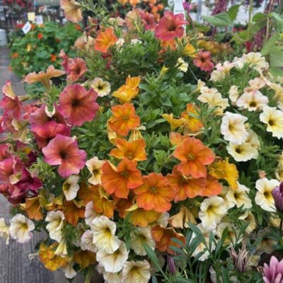 Hanging baskets at the Cherry Greenhouse