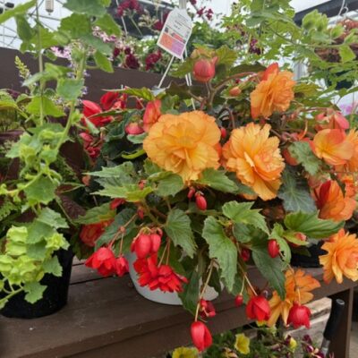 Cherry Greenhouse Begonias