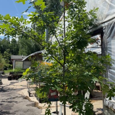 Fruit Trees at the Cherry Greenhouse