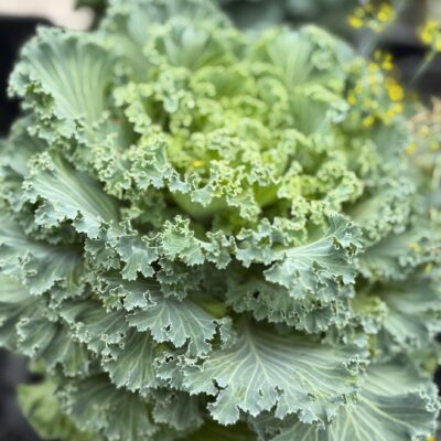 Iron Range Garden Vegetables