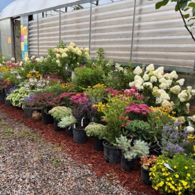 Shrubs for your Iron Range home