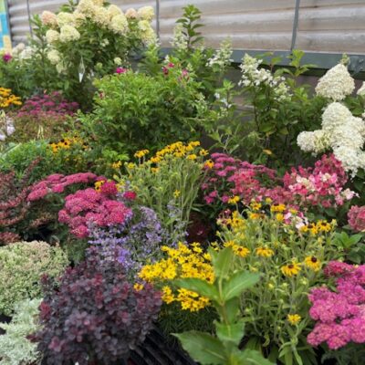 Zone 3 Shrubs