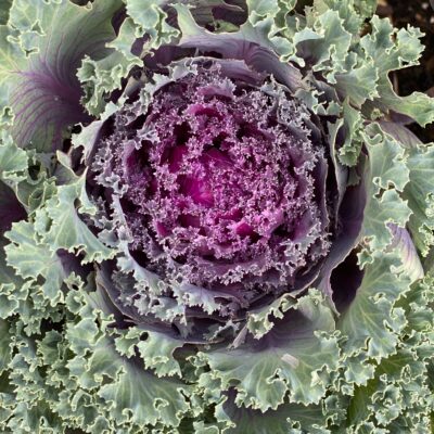 Veggies grown at the Cherry Greenhouse