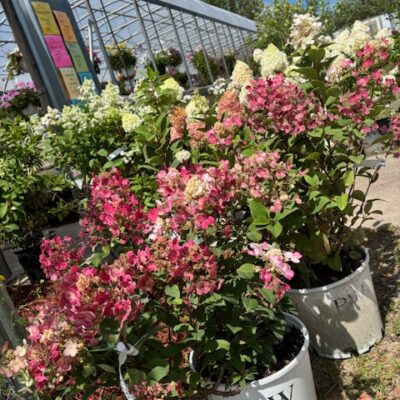 Hardy Zone 3 Shrubs and Trees