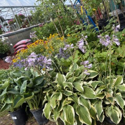 Landscaping Options at the Cherry Greenhouse