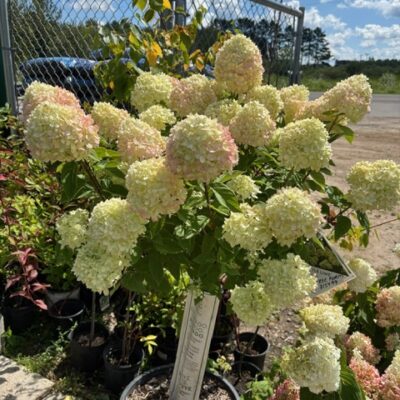 Hydrangea for Zone 3