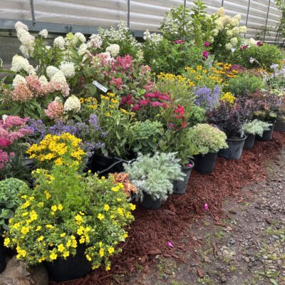 Trees and Shrubs for northern MN landscapes